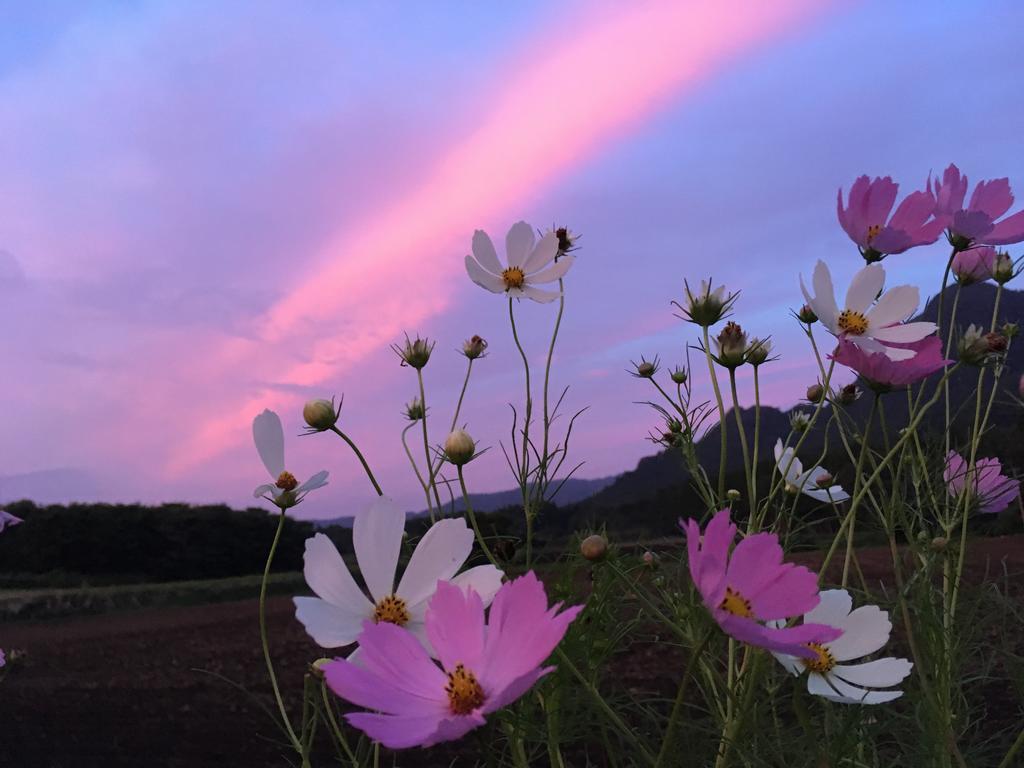 A Private Retreat Cotton Club Cottage Takamori Exterior foto